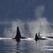 Whale-Watching Cruise from Victoria and Butchart Gardens Admission