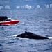 Fast Fun and Exciting Whale Watching from Mooloolaba
