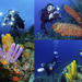 UNDERWATER PHOTOGRAPHY COURSES AND WORKSHOPS