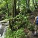El Yunque National Forest Half Day Tour
